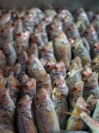 We did not find results for: Pesce Laura Selection