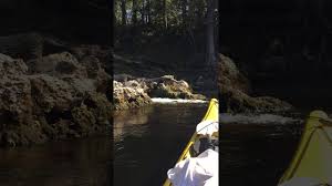Suwannee River Solo Trip Paddling Com