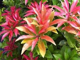 Image result for Pieris japonský debutante obrázek