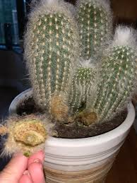 A couple of weeks ago i noticed my 7 inch, sturdy cactus tilt to the right away from the window. Help My Cactus Is Hollow And Gooey Cactus