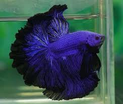 Purple Black Lace Rosetail Betta Fish Pet Fish Betta