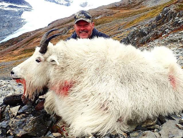 Alaska Mountain Goat Hunting Trips » Premier Outfitters