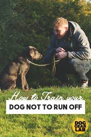 How To Train Your Dog Not To Run Off Dog Training Obedience Training Your Dog Dog Training