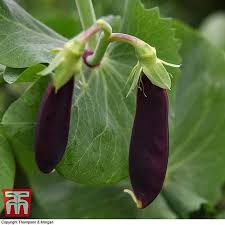 Growing peas or mangetout is as easy as growing climbing beans. Pea Shiraz Mangetout Seeds Thompson Morgan