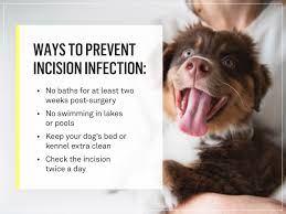 Swelling at a spay site can be due to a variety of reasons, including infection, inflammation. What Should A Spay Incision Look Like Everything You Need To Know Gallant