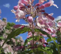 Image result for Kolkwitzia amabilis