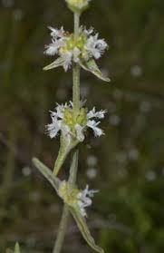 Image result for Platostoma montanum