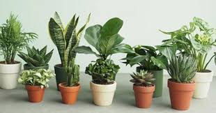 Bonsai tree symbolism is anything but simple. Feng Shui Bonsai With Age Brings Luck And Fortune