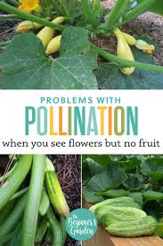 Image result for how to self pollinate cucumbers