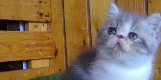 Selayaknya ras kucing lainnya, kucing anggora juga butuh perawatan khusus dari asupan makanan yang dikonsumsinya. 3 Makanan Kucing Persia Terbaik Bagus Untuk Perawatan Bulu Merdeka Com