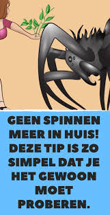 Geen Spinnen Meer In Huis Deze Tip Is Zo Simpel Dat Je Het Gewoon Moet Proberen Nuttige Tips Spinnen Tips