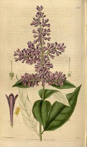10307 Syringa Josikaea J Jacq Ex Rchb F Curtis S Botanical Magazine Vol 60 Ser 2 Vol 7 T 3278 Botanical Drawings Botanical Illustration Botanical