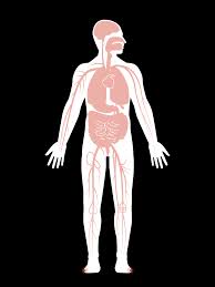 Bones provide support for our bodies and help form our shape. How Coronavirus Attacks The Human Body The Washington Post