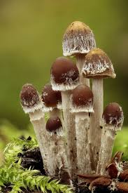 Conocybe Appendiculata Stuffed Mushrooms Mushroom Fungi Fungi
