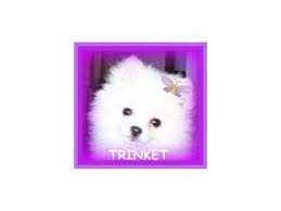 Petersburg, orlando, hialeah, fort lauderdale, tallahassee, cape coral, port st. Pomeranian Puppies In Florida
