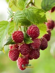 Goji Berry Kurt Uzumu Fidani 40 60 Cm 5 Yas Saksida Fidan Satisi Fide Satisi Internetten Fidan Siparisi Bodur Asili Sertifikali M Ahududu Meyve Berry