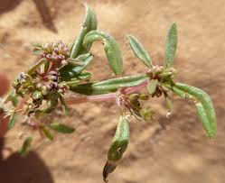 Image result for Gisekiaceae