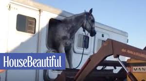 He's stuck in a wretched cycle like a broken record. Watch This Horse Escape From A Trailer House Beautiful Youtube