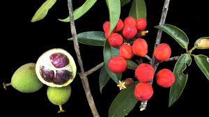 Image result for Symphonia globulifera