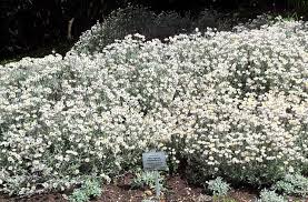 Image result for Helichrysum argyrosphaerum