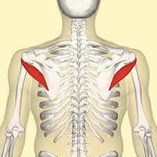 Related online courses on physioplus. Teres Minor Muscle Wikipedia