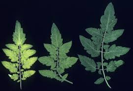 Check spelling or type a new query. Manganese Deficiency In Vegetables Agriculture And Food