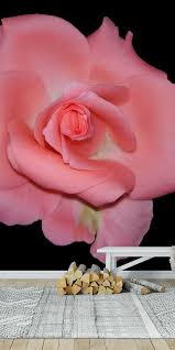 Beautiful Pink Rose Wallpaper In 2020 Rose Wall Beautiful Pink Roses Rose Wallpaper