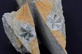 Sunny Corner Mine Sunny Corner Roxburgh Co New South Wales Australia