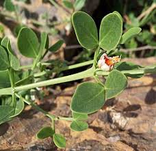 Image result for Zygophyllum cuneifolium