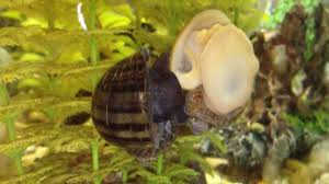 Freshwater Snails Mate Breed Mystery Snail Golden Snail Youtube