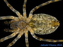 Image result for Arachniodes webbiana