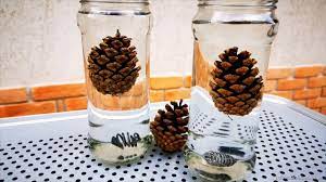 Japanese white pine color question: Pine Cone In Water Time Lapse Pine Seed Closing Time Lapse Youtube
