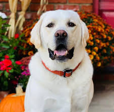 Maybe you would like to learn more about one of these? Are White Labradors Purebred And Other Facts You Need To Know K9 Web