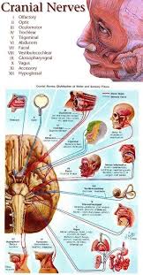 I Just Think Oh Oh Oh To Touch And Feel Very Green Vegtables At Home Its Kinda Dumb But It S Way Easier To Remember Than O Nurse Nursing Notes Cranial Nerves