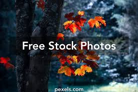 Themes, wallpapers, background pictures are few ways every windows 10 users like to customize windows 10. 80 000 Best Windows 10 Wallpaper Photos 100 Free Download Pexels Stock Photos