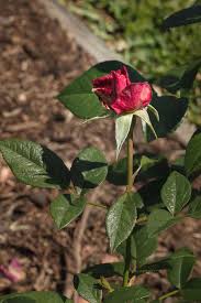 Named for lady rose on the beloved downton abbey series, pretty lady rose has huge flowers with up to 60 petals. 72 2027 2 Pretty Lady Rose In Color Photograph By M K Miller