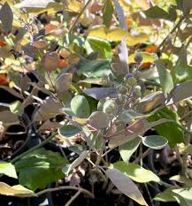 Image result for Vitex trifolia