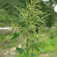 Image result for Chenopodium opulifolium