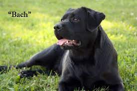 We do not allow michigan breeders, adoption centers, rescues or shelters to list labrador retrievers. Home Michigan Elite Labradors