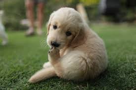 We did not find results for: 19 Photos Of Adorable Golden Retriever Puppies