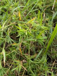 Image result for Panicum gilvum
