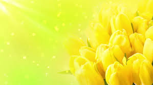 Yellow Tulips On Green Background Stock Footage Video 100 Royalty Free 29446117 Shutterstock 10,656 transparent png illustrations and cipart matching tulip. yellow tulips on green background stock footage video 100 royalty free 29446117 shutterstock