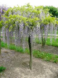The first pruning clears the vine of any unruly shoots that might block sunlight from reaching the blooms. Blauregen Glyzine Wisteria Hauenstein Ag