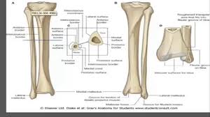 Please sign up for the course before starting the lesson. Bones Of Lower Limb Anatomy Anatomy Drawing Diagram