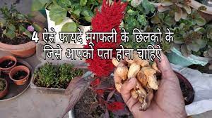 They can do the same for your garden and lawn. 4 Ways To Use Peanut Shells In Gardening à¤® à¤— à¤«à¤² à¤• à¤› à¤²à¤• à¤• 4 à¤« à¤¯à¤¦ Advantage Of Groundnut Shells Youtube
