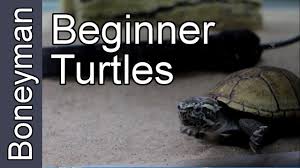More importantly, they have a very docile nature, which makes them ideal for beginners. Turtles For Beginners Youtube