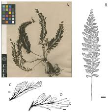 Image result for Crepidomanes inopinatum