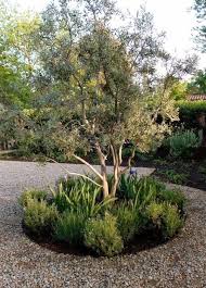 Simple Front Yard Landscaping Ideas On A Budget And Pictures Frontyardgoals Olive Trees Landscape Olive Trees Garden Front Yard Landscaping