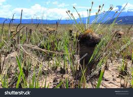 Image result for Bulbostylis pusilla