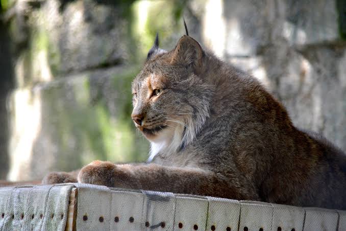 Canada lynx facts at Racine Zoo
